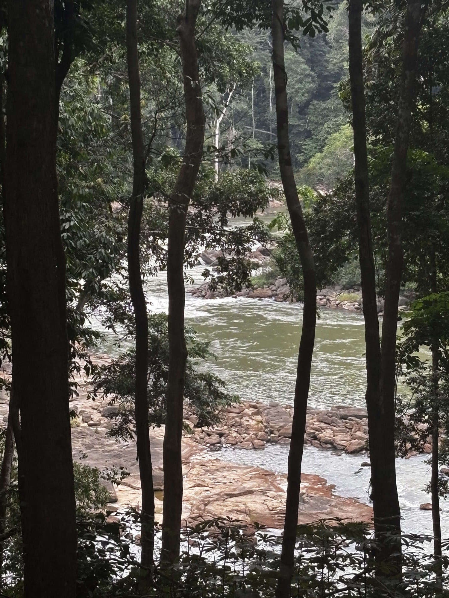 Les rapides des Chutes de l'Impératrice vus depuis la berge, entre les troncs