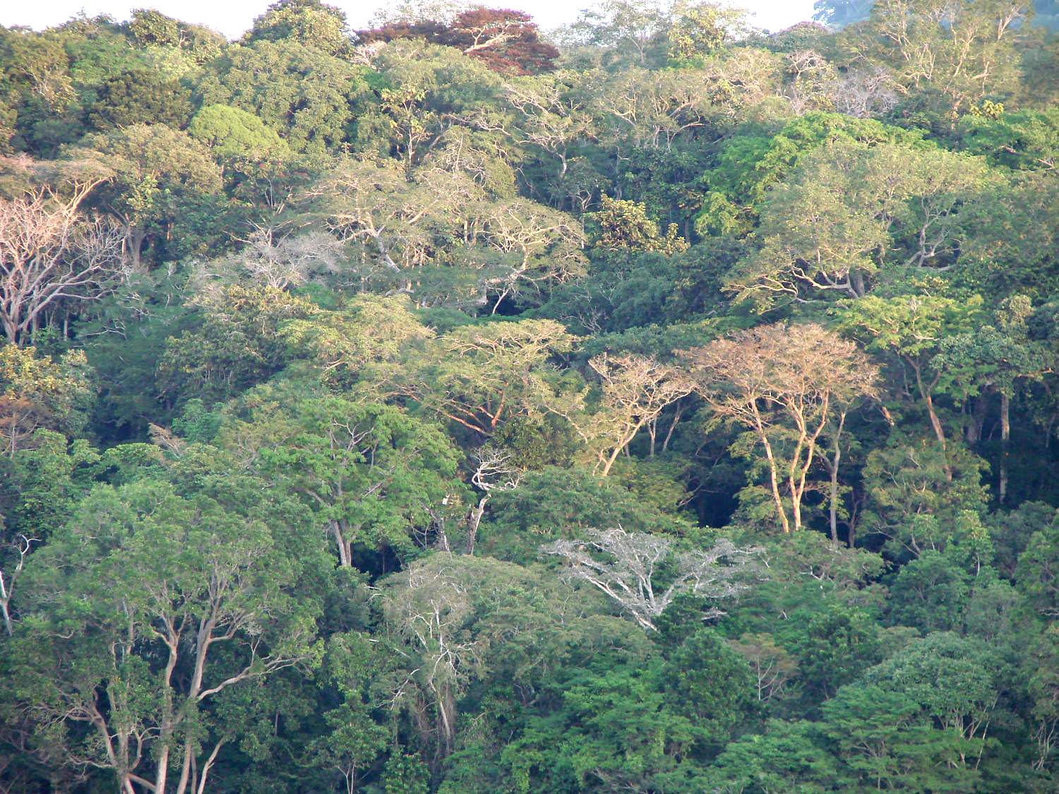 La canopée de la forêt équatoriale gabonaise au soleil levant