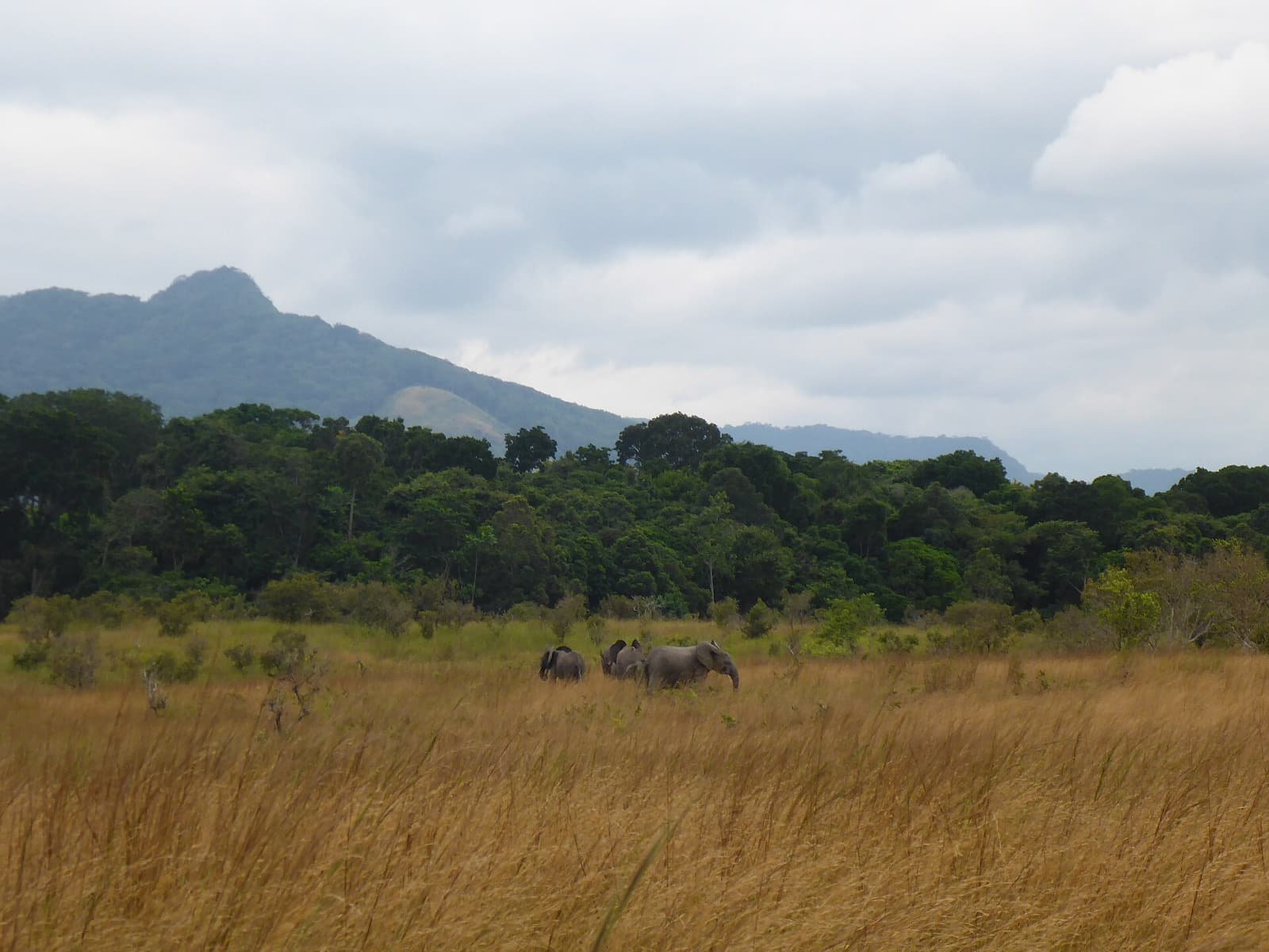 Mosaïque de savane et de forêt du Sud gabonais, collines à l'horizon