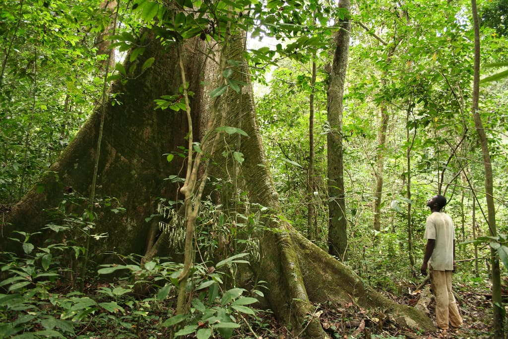 Arbre à contreforts dans la forêt gabonaise, un homme au pied pour l'échelle